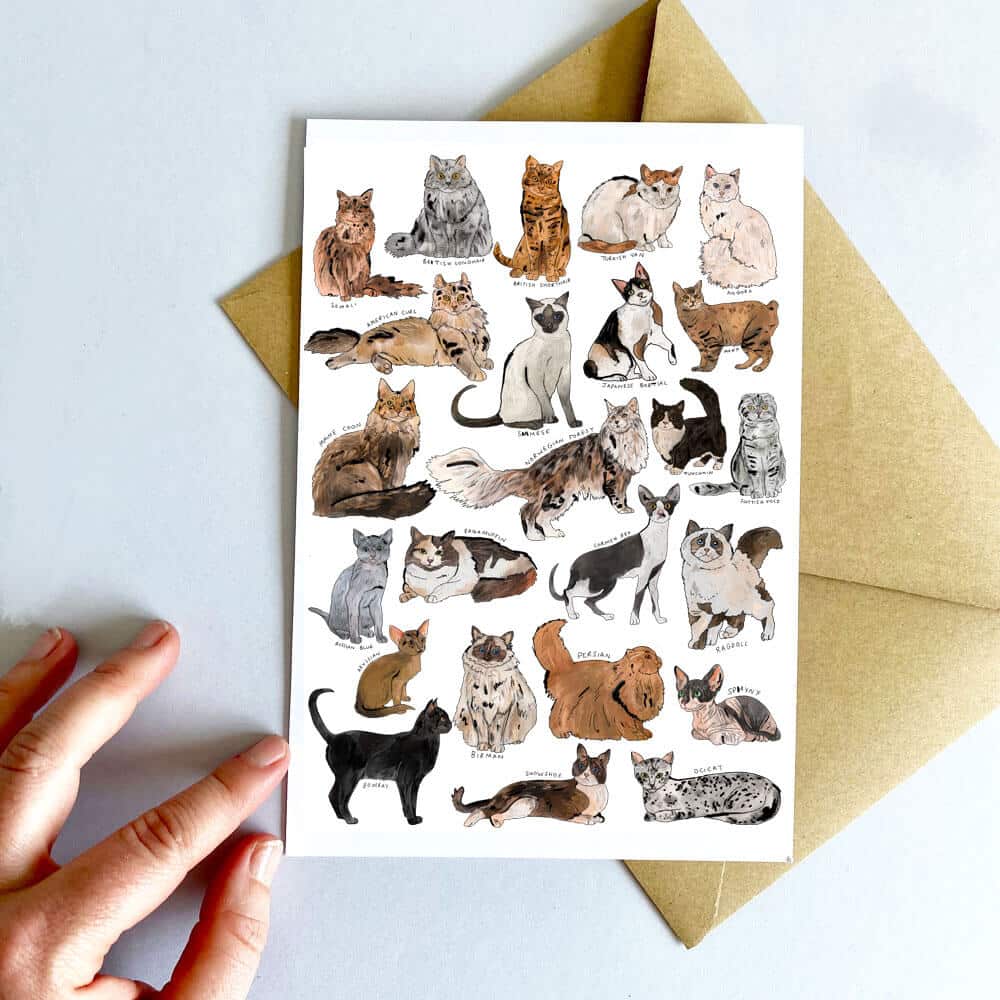 cat-card2