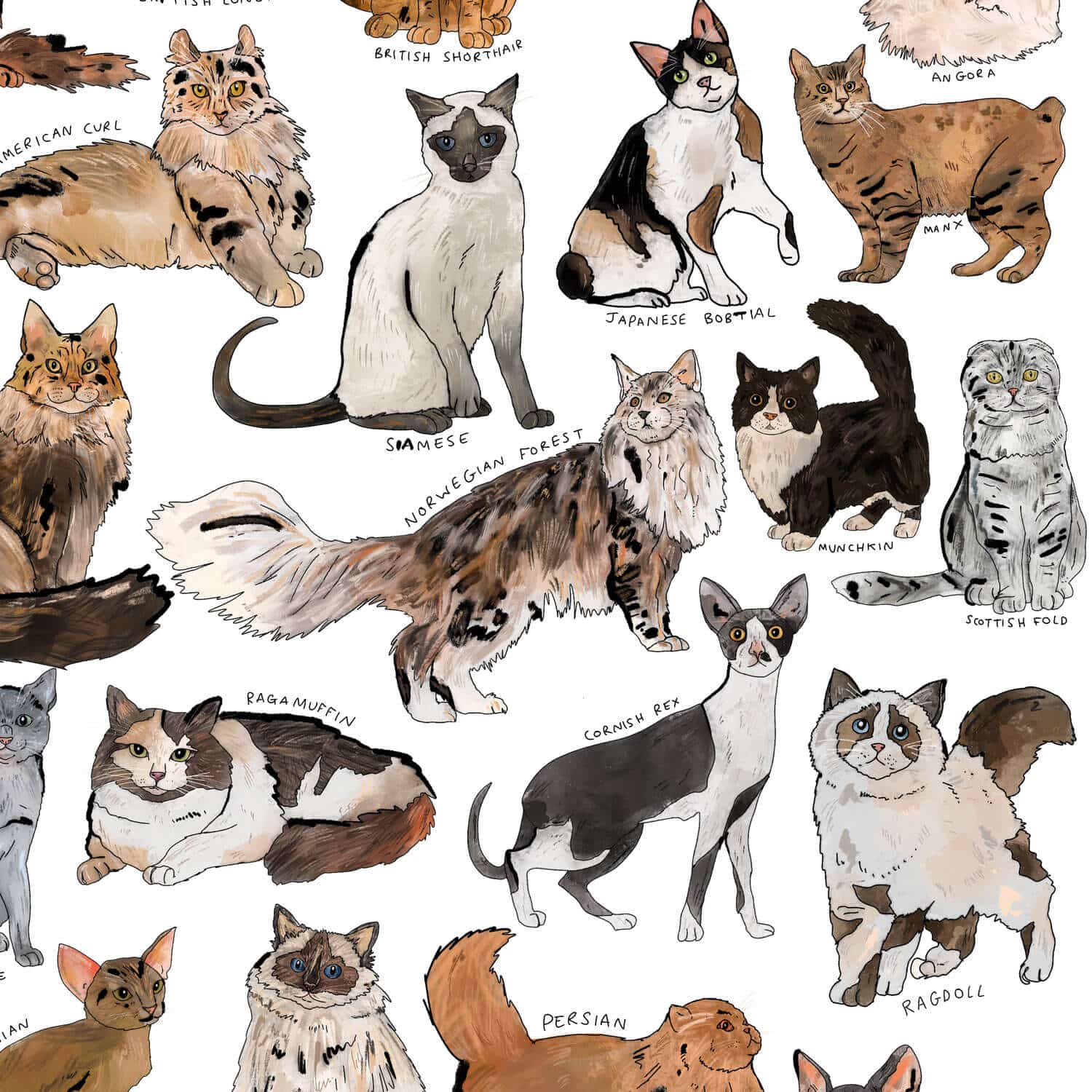 cats-zoom-in