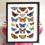 butterfly-art-print