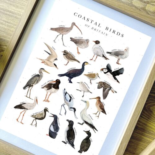 coastal-birds-frame.jpg